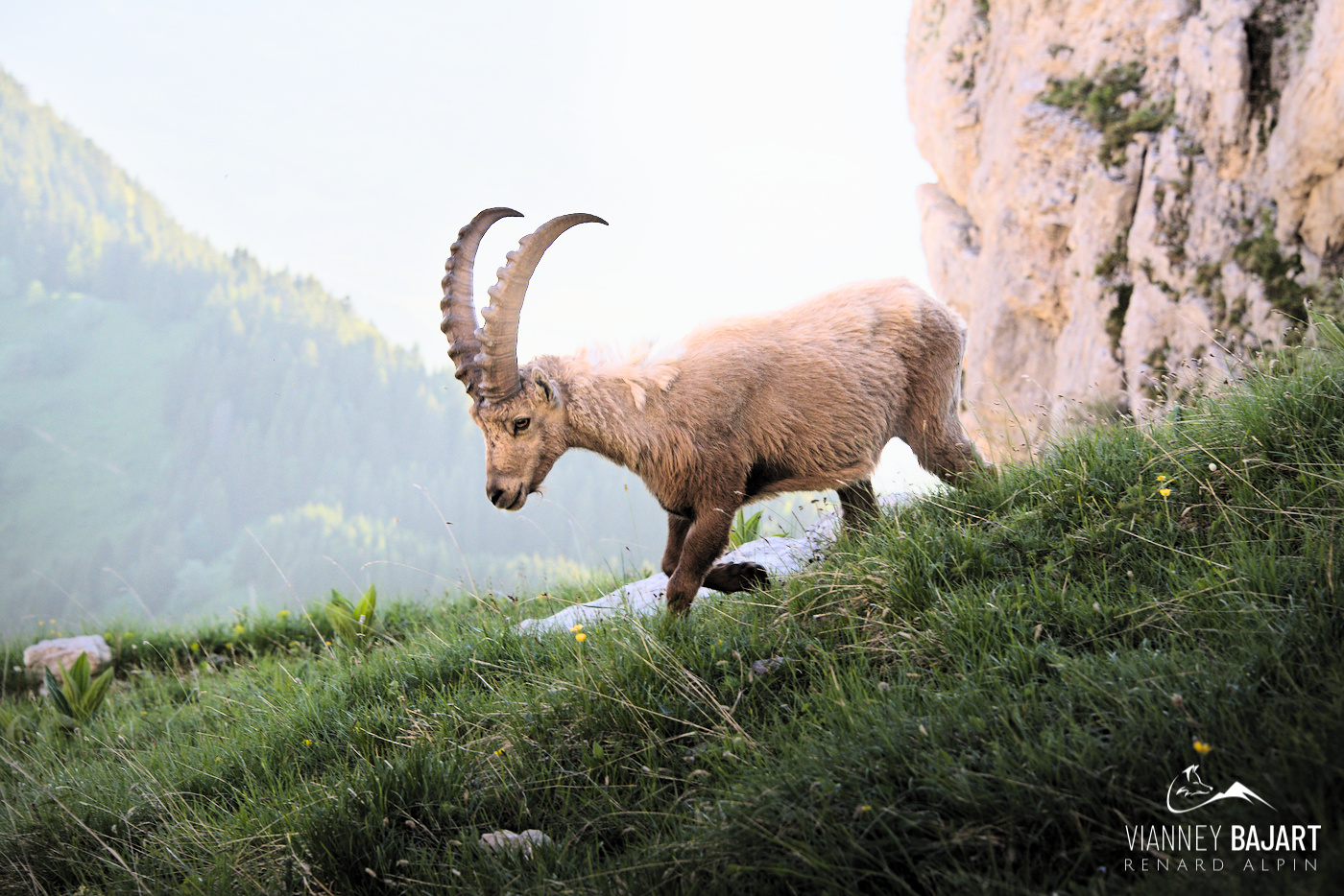 Bouquetin des Alpes (Capra ibex), Massif des Bornes